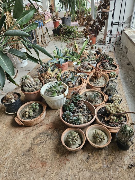Различни кактуси по 5лв бройка