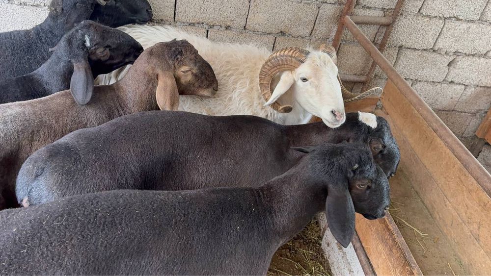 Кой кассоб бор 24/7