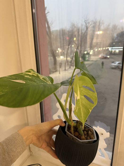 Продам монстеру альбу