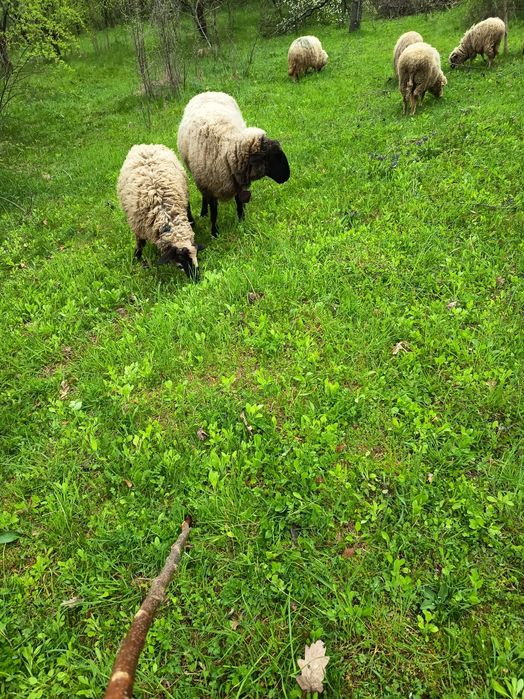 Oi și mieluțe de vânzare oile sunt și cu lapte și sterpe iar mieluțele au un an pe28 aprilie