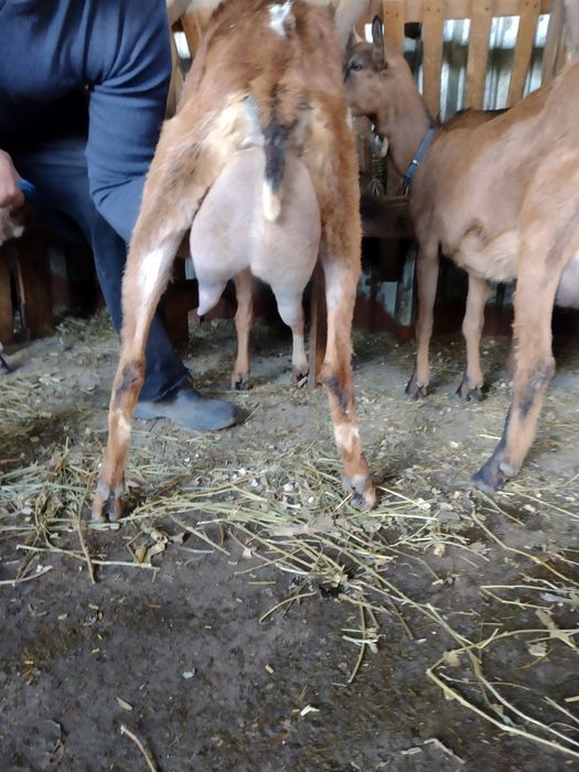 Capre alpine franceze saanen și anglo nubiene