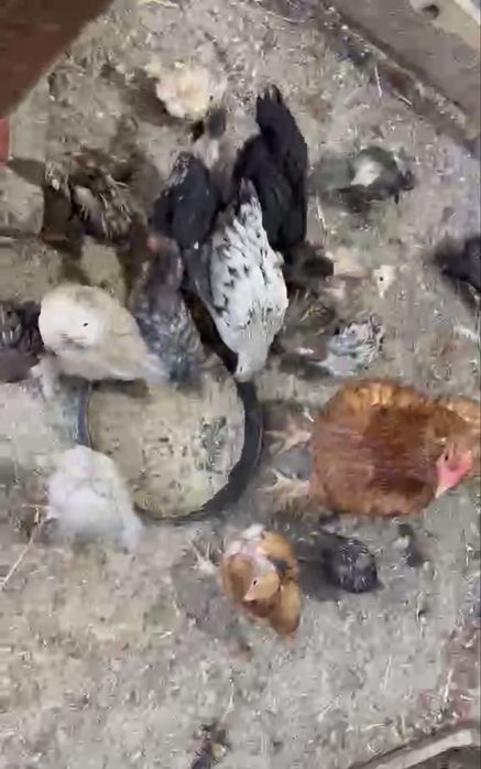 Млади домашни кокошки