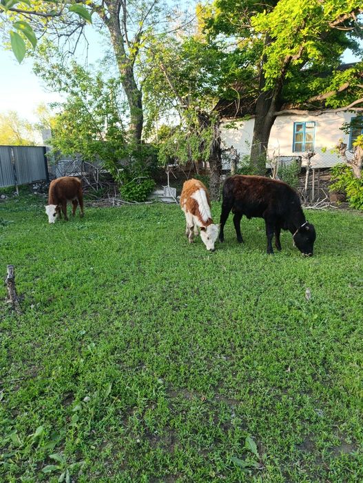 Продам бычков ..