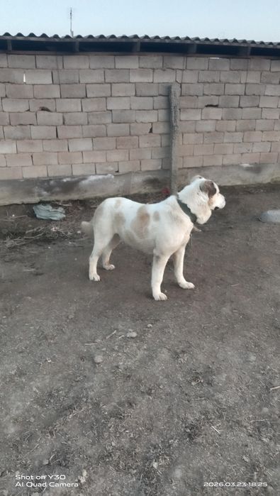 Боиы 68 салмақ 45+