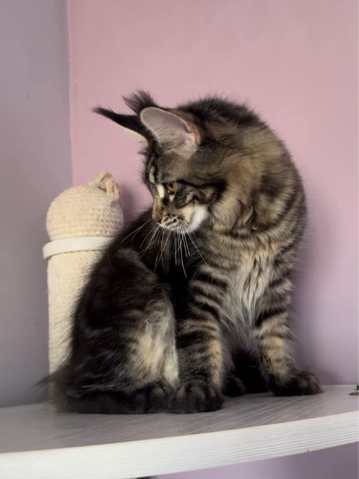 Maine coon superb