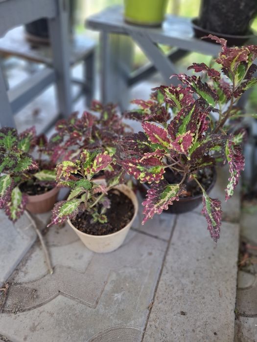 Продаю комнатный цветы