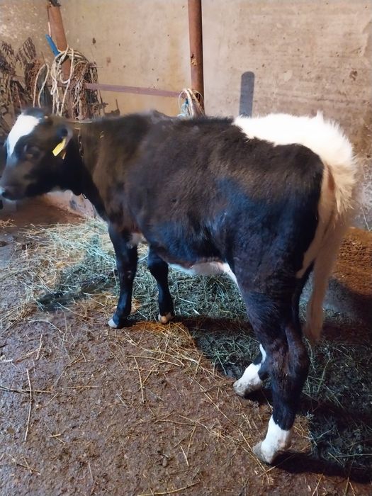 Vițică de vânzare