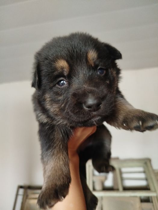 Готовятся к продаже щенки овчарки