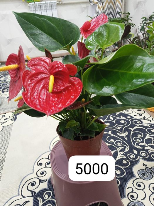 Домашние светы на продаж