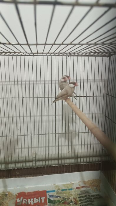 Продам Рисовых Амадин  кофейные