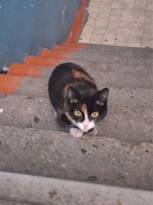 Отдам котенка кошечку даром