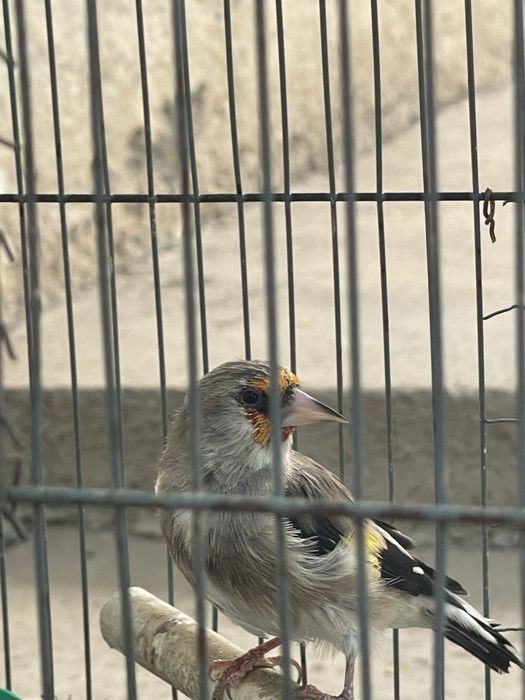 Shegol , Sava , Norchi sotiladi