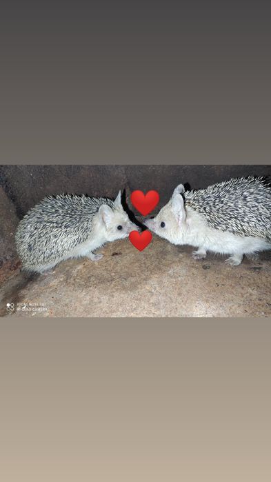 Продам ушастых ёжиков