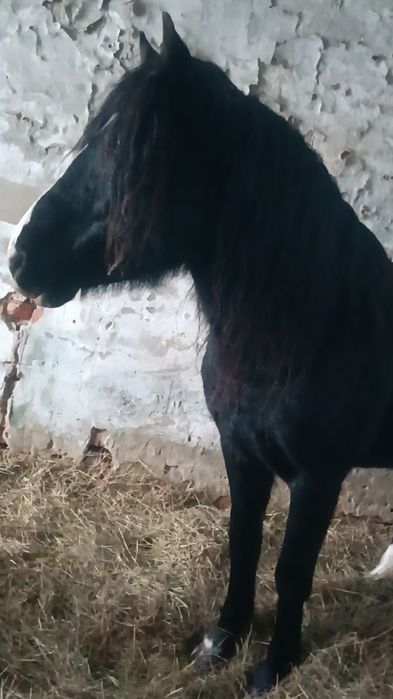 Айғыр сатылады 6 жасар