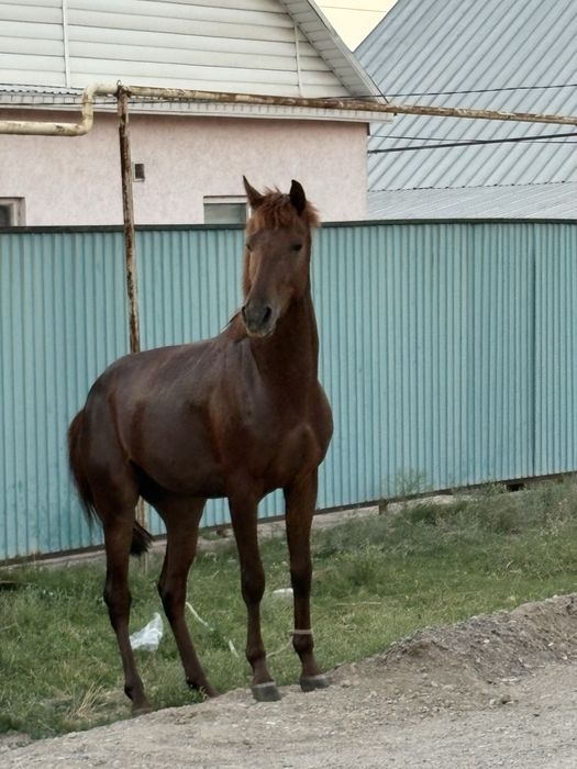 3 жасар дөнен сатылады
