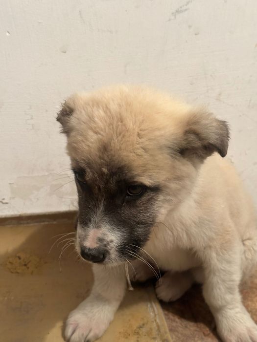 Отдам щенька в добрые руки даром