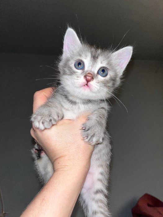 Отдам котят в добрые руки