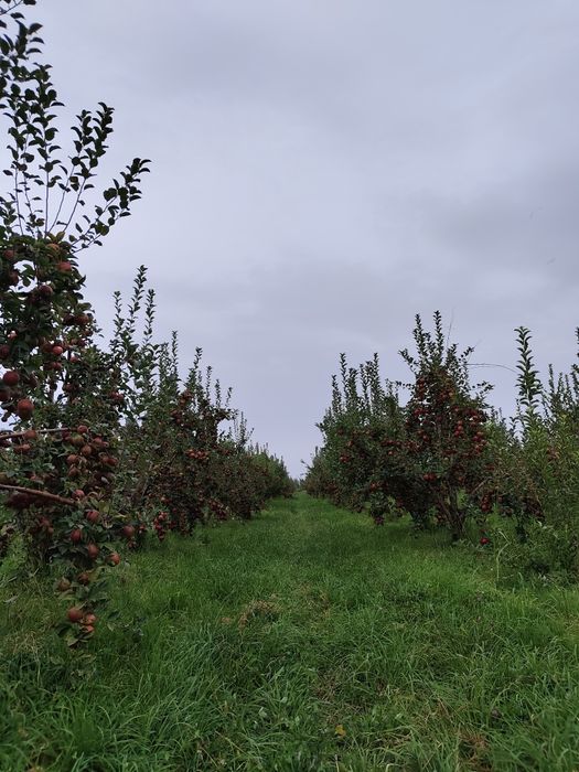 Продам яблоки Синап  Кандиль