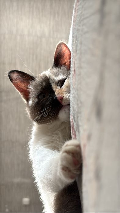 Отдам котенка в добрые руки