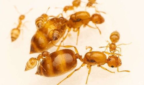 Муравьи Crematogaster Biroii
