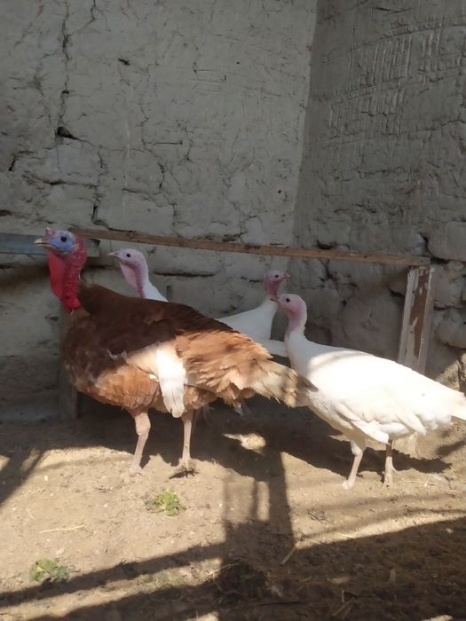 izrail zotli oq kurka tuxumlari zakaz olamiz