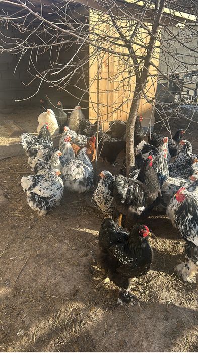 Gaini brahma tineret