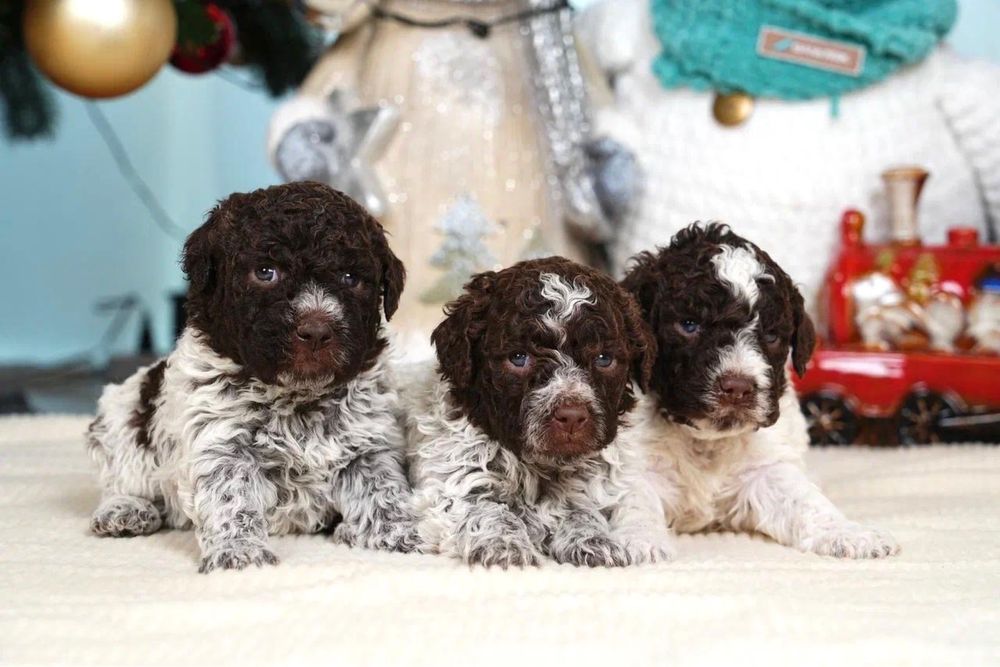 Щенки Лаготто Романьоло