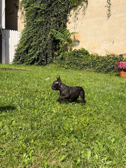 Bulldog francez femela frumoasa si iubitoare