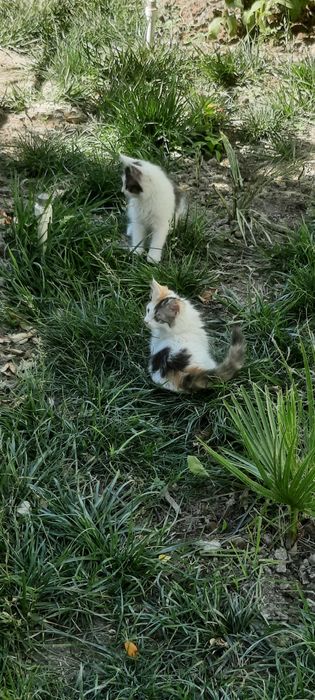 Бесплатно котята