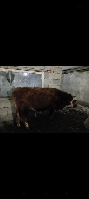 Тайынша сатылады