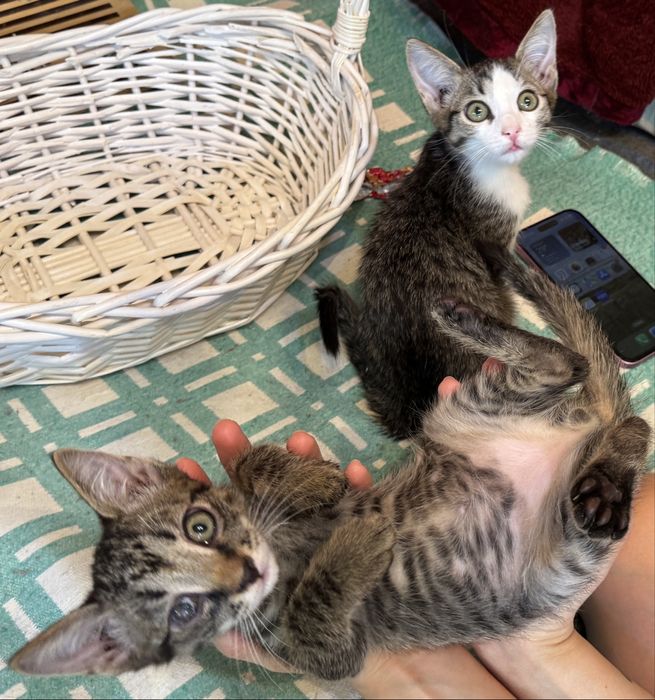 Котята ищут домик