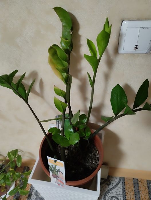 Цветы комнатные . Большой выбор