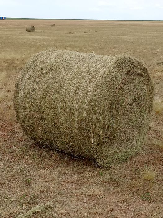 Продам сено лиман житняк