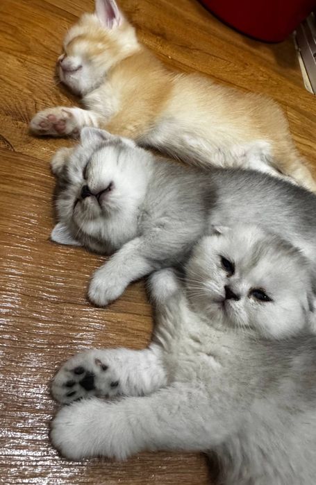 Элитные британские котята