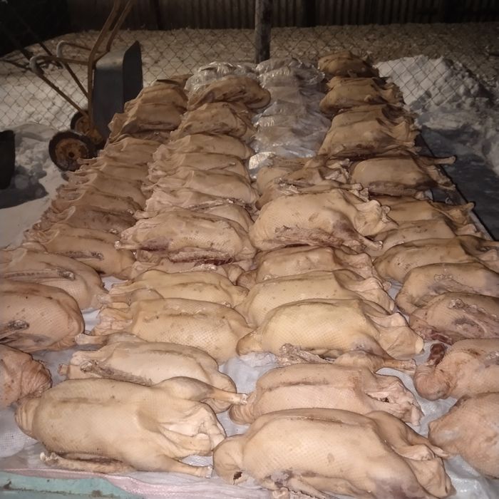 Продам гусей оптом на мясо