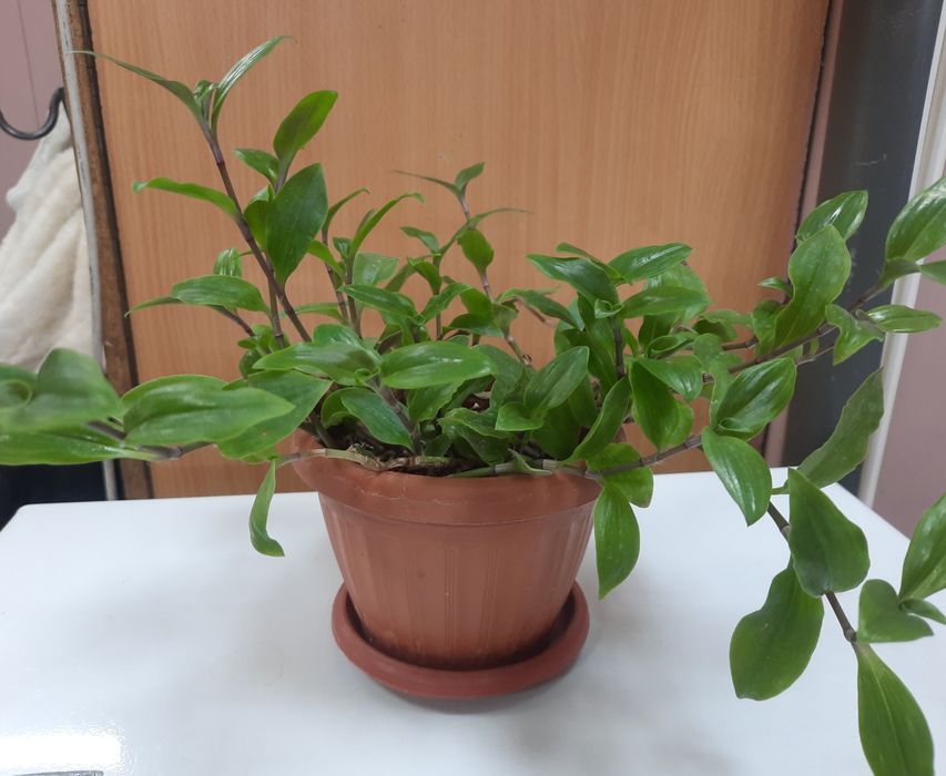 Комнатные цветы,без пересадки,не дорого.