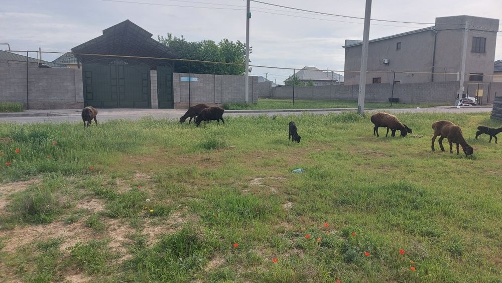 Қозылы қой,буаз қой қошқарымен сатылады