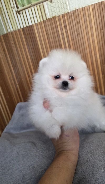 Продавам померан