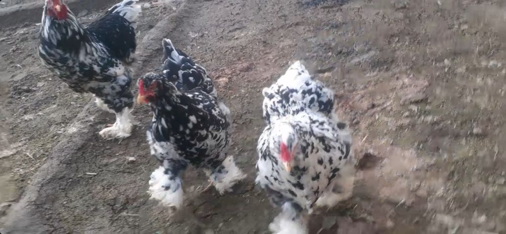 Mramor Bramalar sotiladi sifatli a'lo