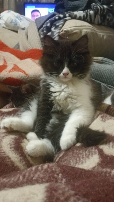 Отдадим котенка в хорошие руки