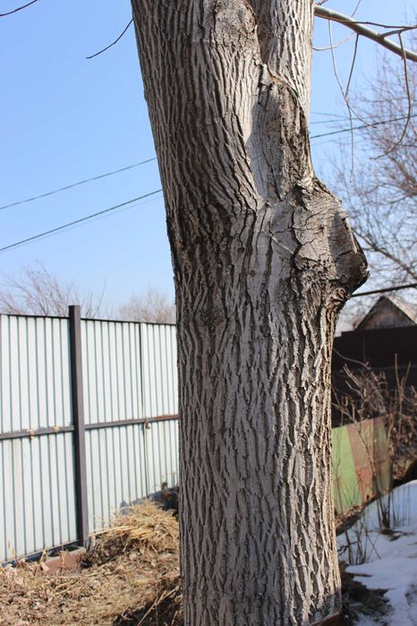 Ветки пиленые на дрова для тандыра