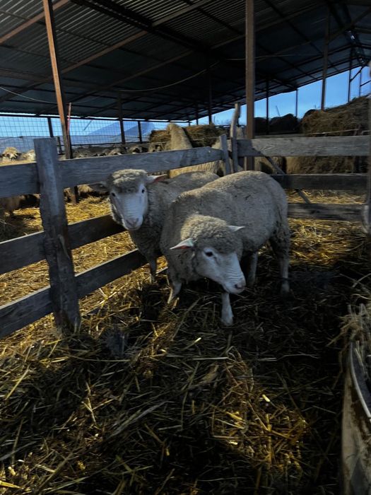 Berbeci ile de france