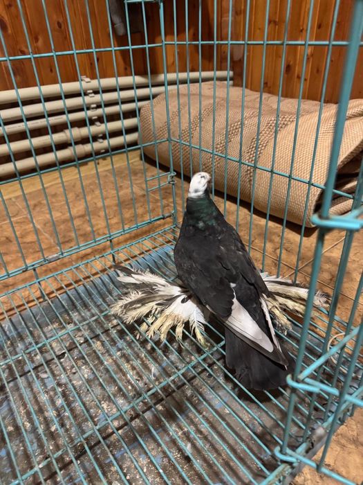 Голуби майлёвые сачи