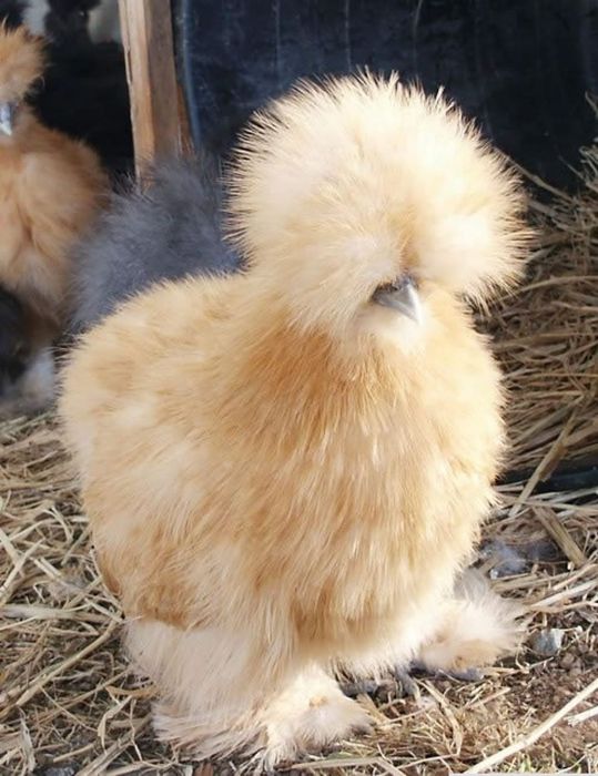 Тухум жужаларга заказ оламиз манзил шахрихон