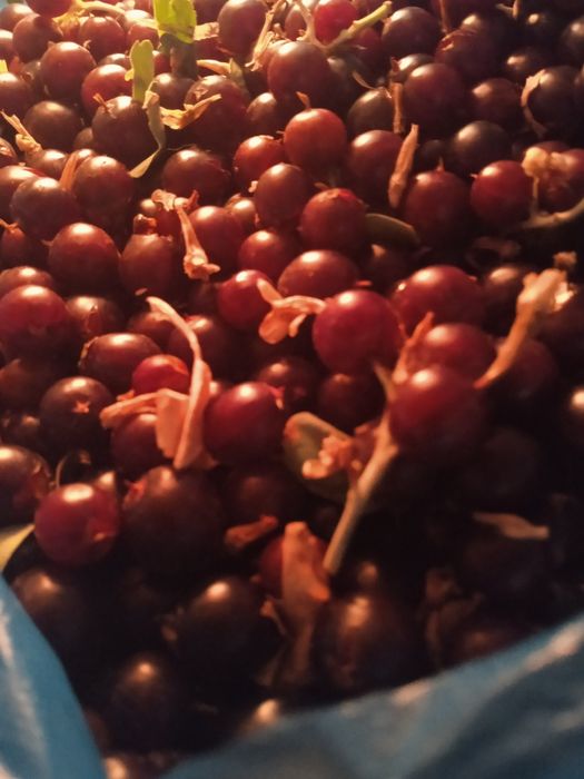 Смородина. Местная