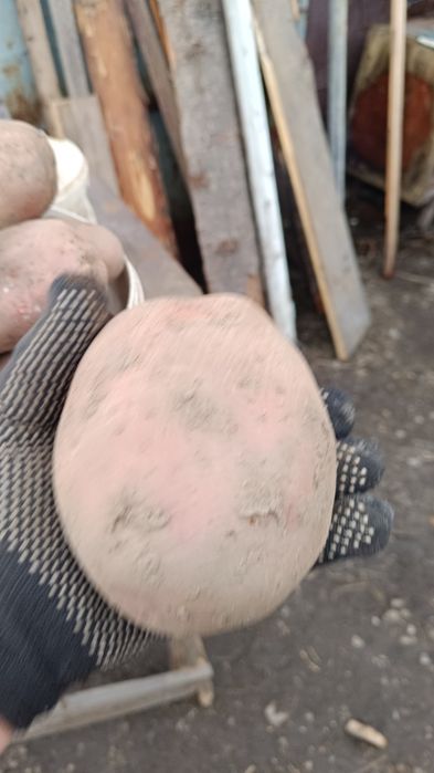 Продам красный едовой картофель.