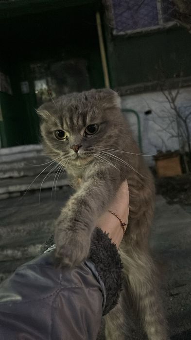 Отдам в добрые руки