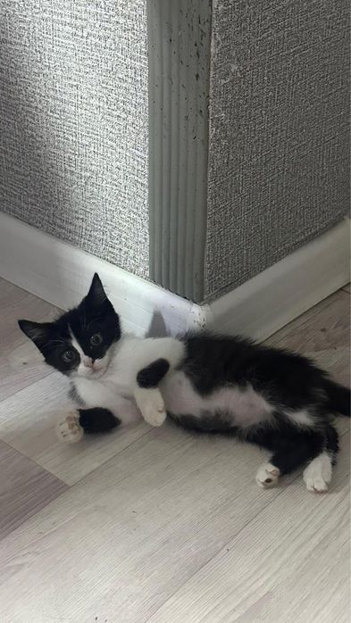 отдаем котенка в хорошие руки