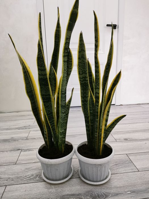 Комнатные цветы доставка