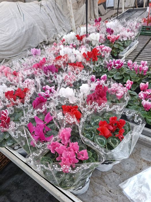 Zambile ,cyclamen și primule